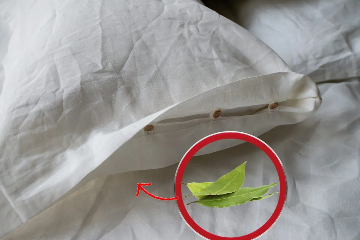 Завжди кладіть під подушку 2 лаврові листки. Чому і ви ніколи не зможете обійтися без них0