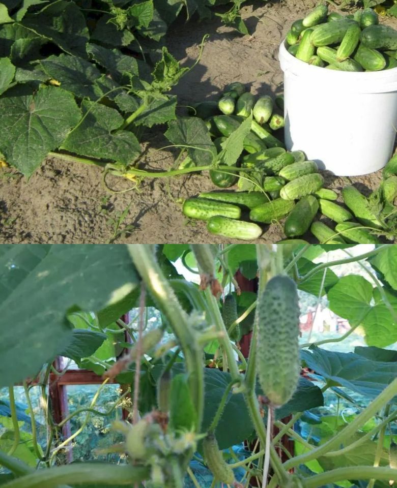 Біля огірків завжди садіть один овоч, який росте на городі у всіх: врожайність збільшується в 2 рази0